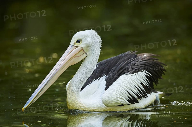 Australian pelican