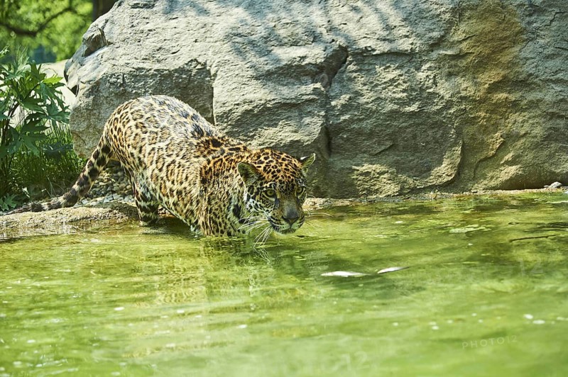 Jaguar