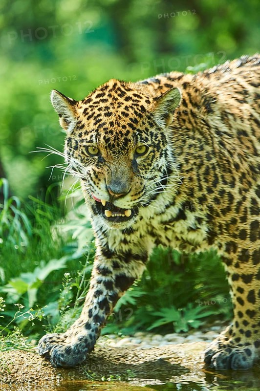 Jaguar