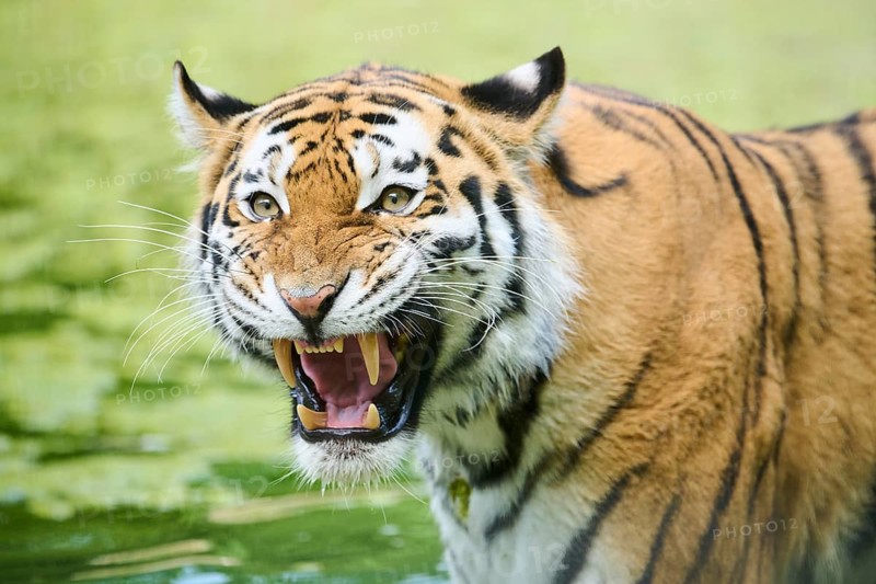 Siberian tiger