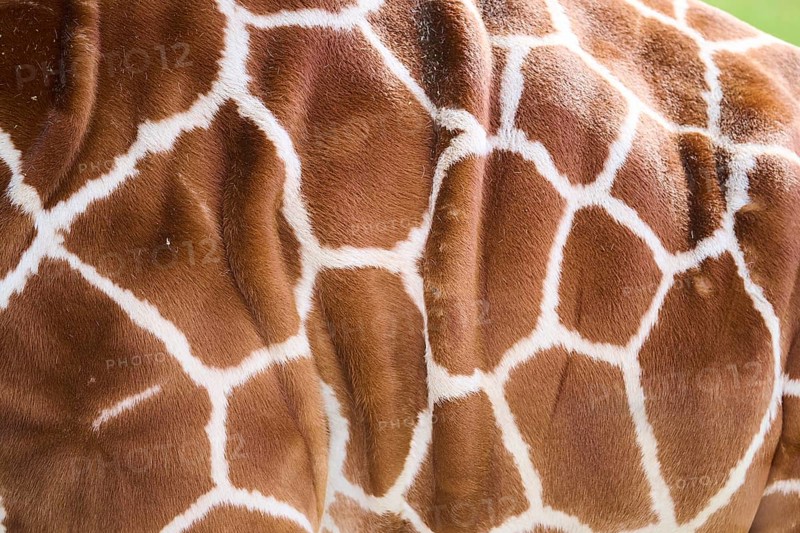 Reticulated giraffe