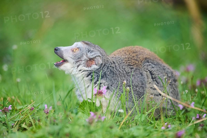Crowned lemur