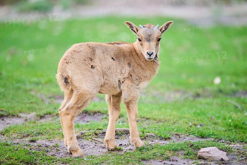 Barbary sheep