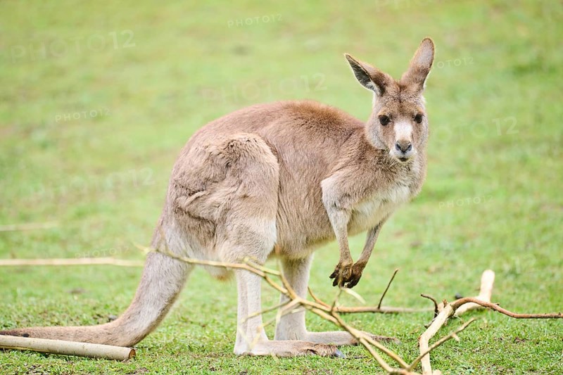 Western grey kangaroo