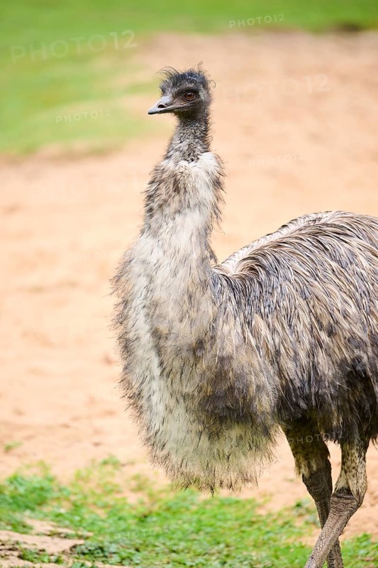Common ostrich