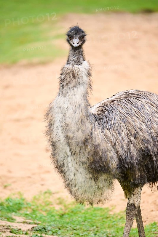 Common ostrich