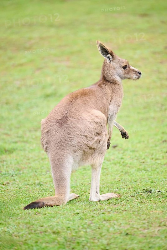 Western grey kangaroo