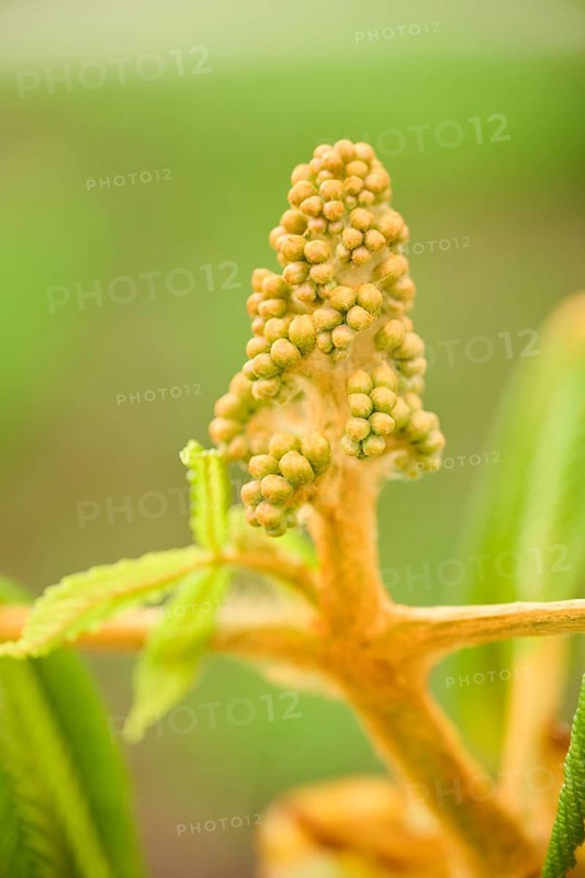 Horse chestnut