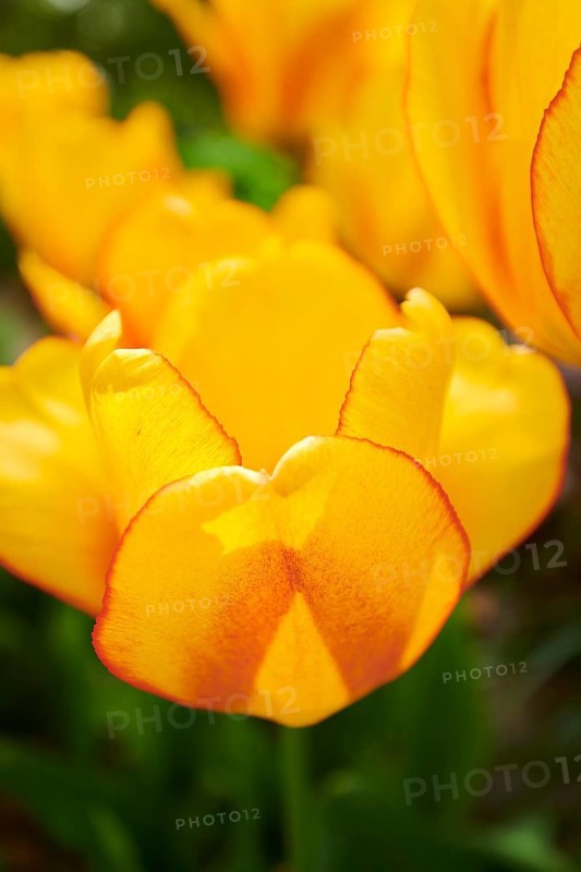 Garden tulip