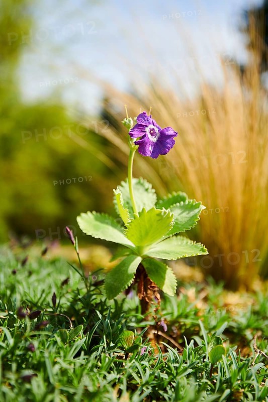Silver-edged primrose