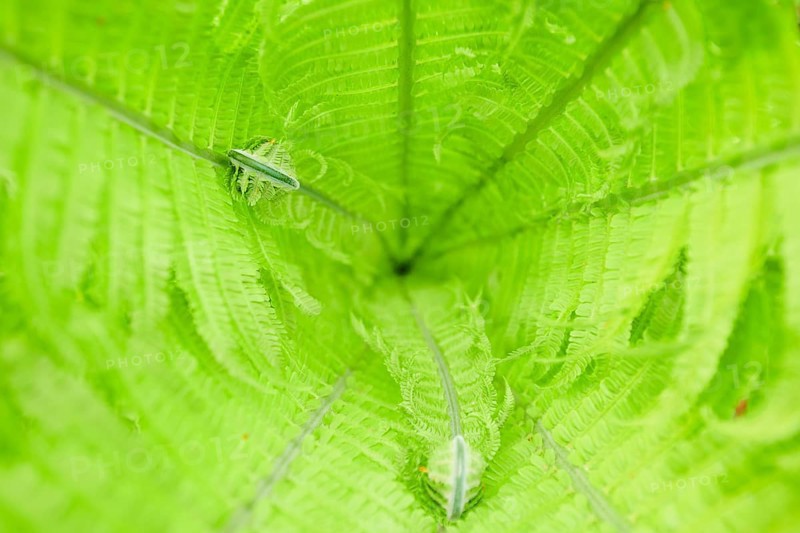 Male fern
