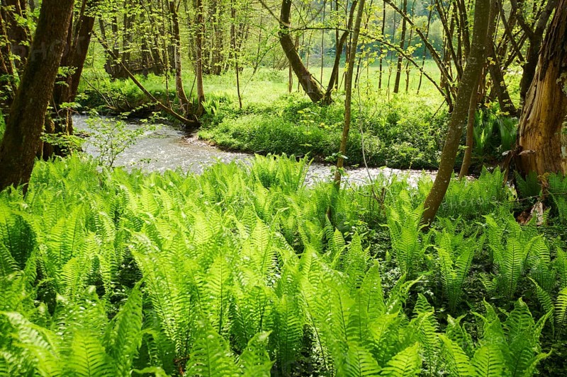 Male fern