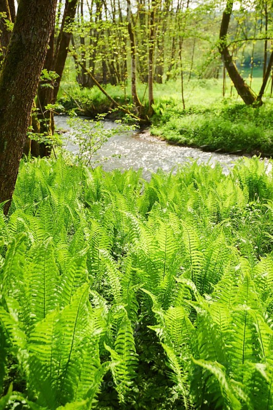 Male fern