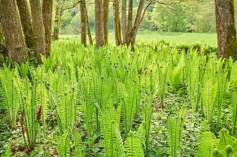 Male fern