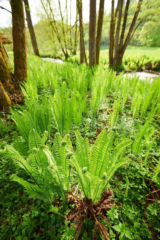 Male fern