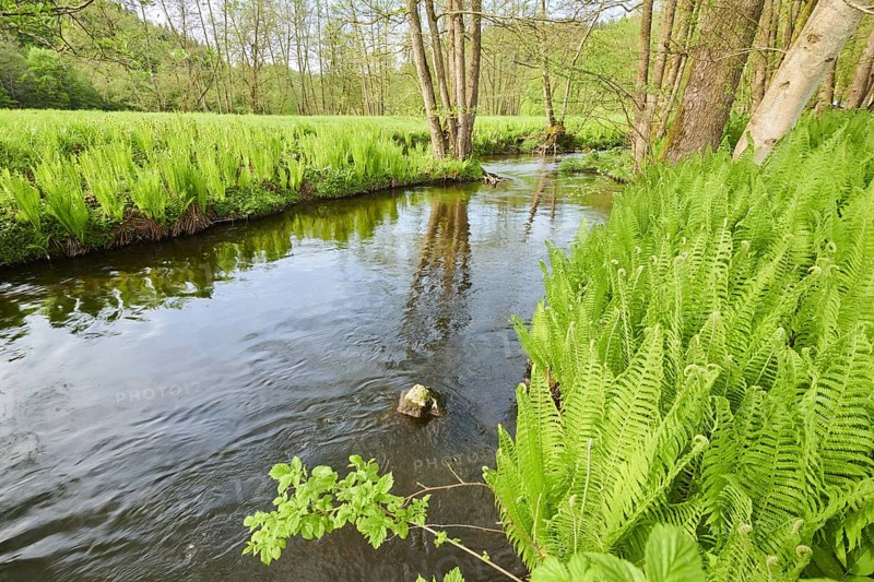 Male fern