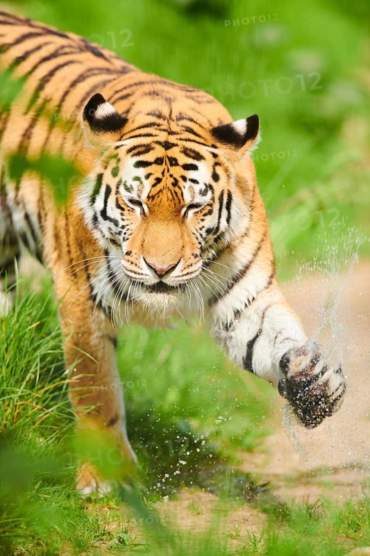 Siberian tiger
