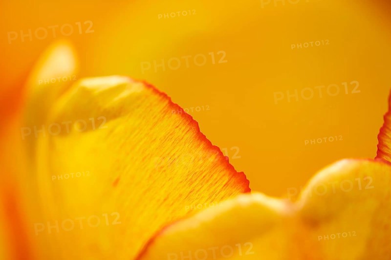 Garden tulip