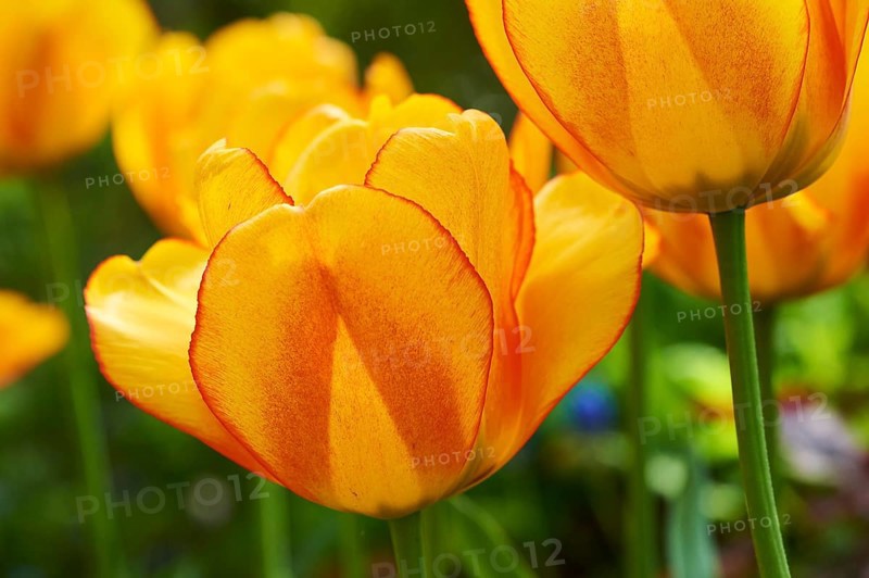 Garden tulip