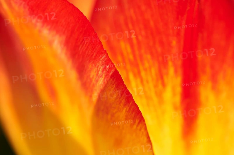Garden tulip