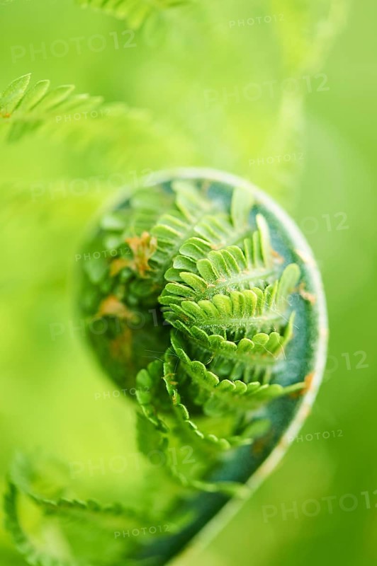 Male fern