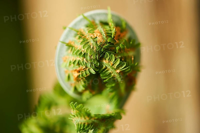 Male fern