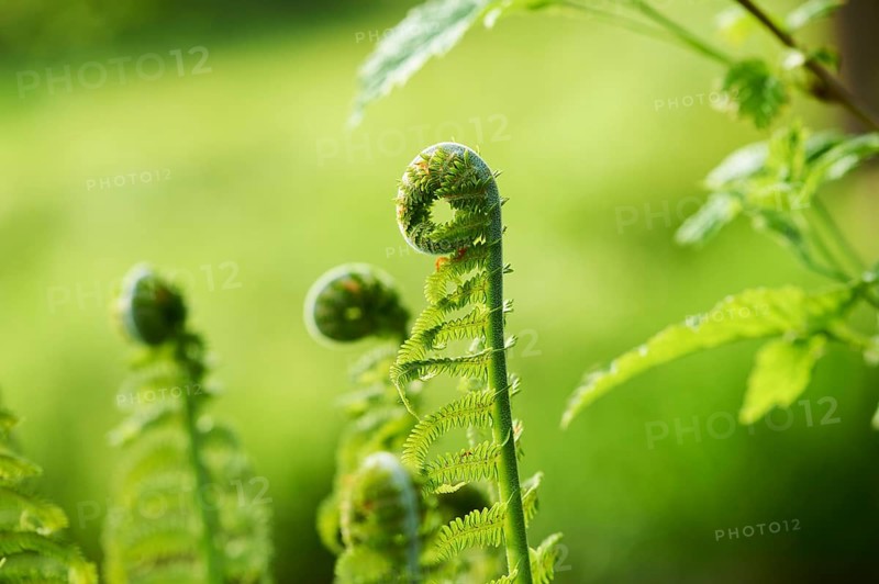Male fern