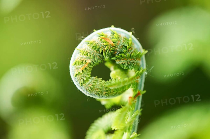 Male fern
