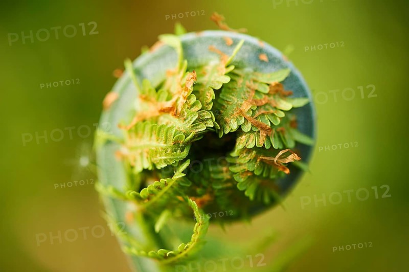 Male fern
