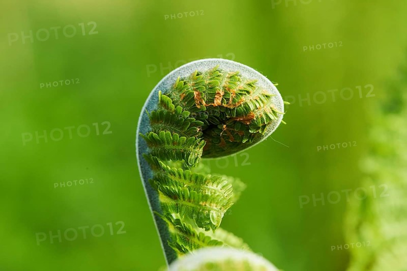 Male fern