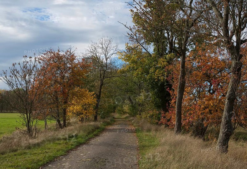 Old cobblestone road in the Nuthe-Nieplitz lowlands near Tremsdorf