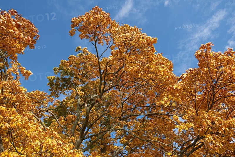 Crown of a maple tree in the autumn sun in the Nuthe-Nieplitz lowlands near Tremsdorf