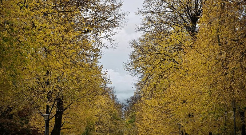 Tree tops in autumn in Altdorfer Straße