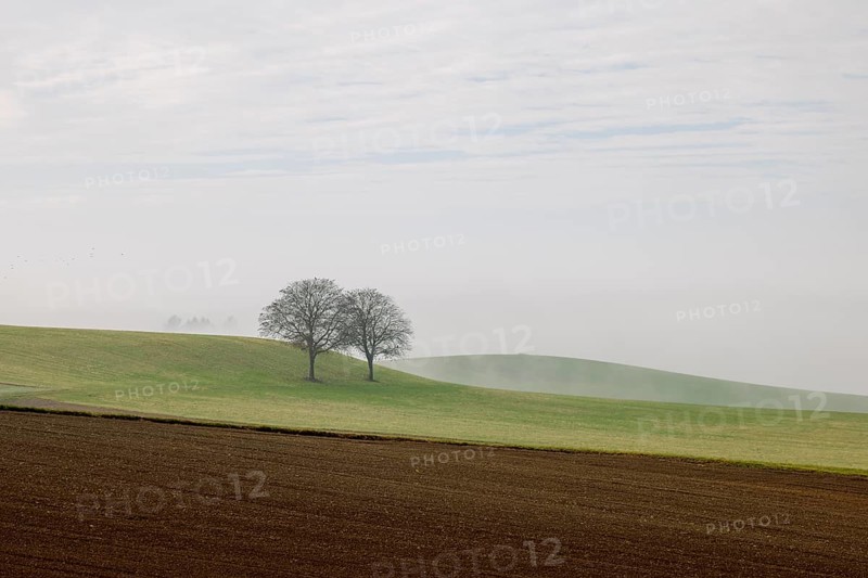 Farmland and two trees in the fog