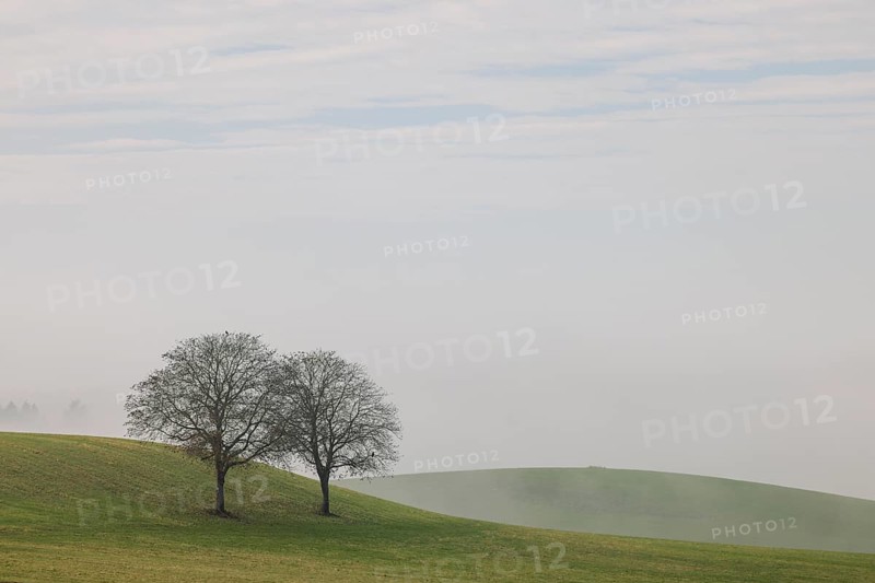 Farmland and two trees in the fog
