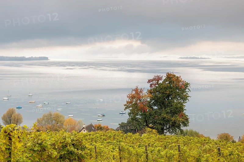 Foggy atmosphere over Lake Constance on an autumn morning