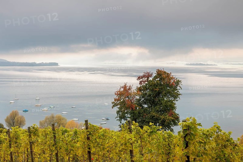Foggy atmosphere over Lake Constance on an autumn morning