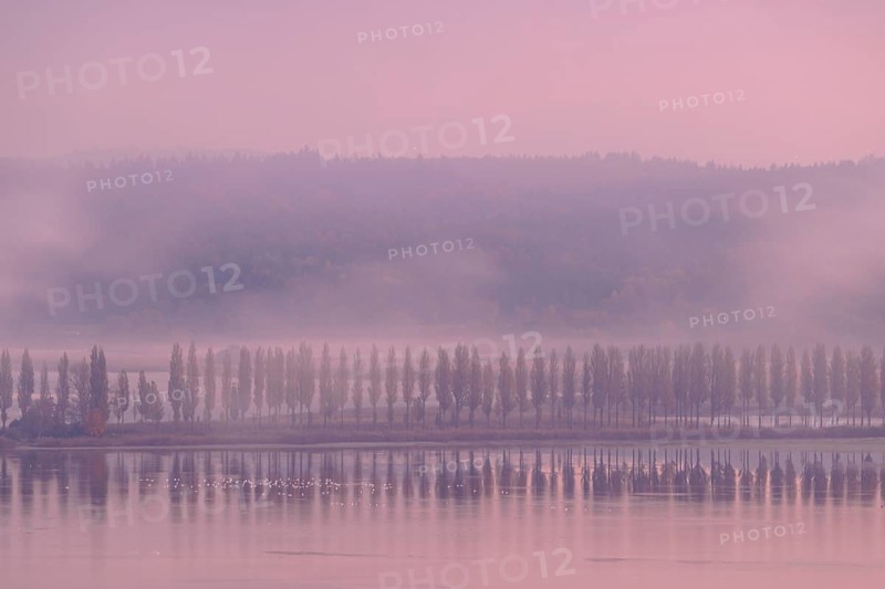 Foggy atmosphere at sunrise with view of the Seerhein
