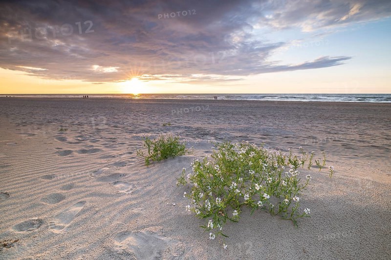 Sunset in the dunes at the North Sea