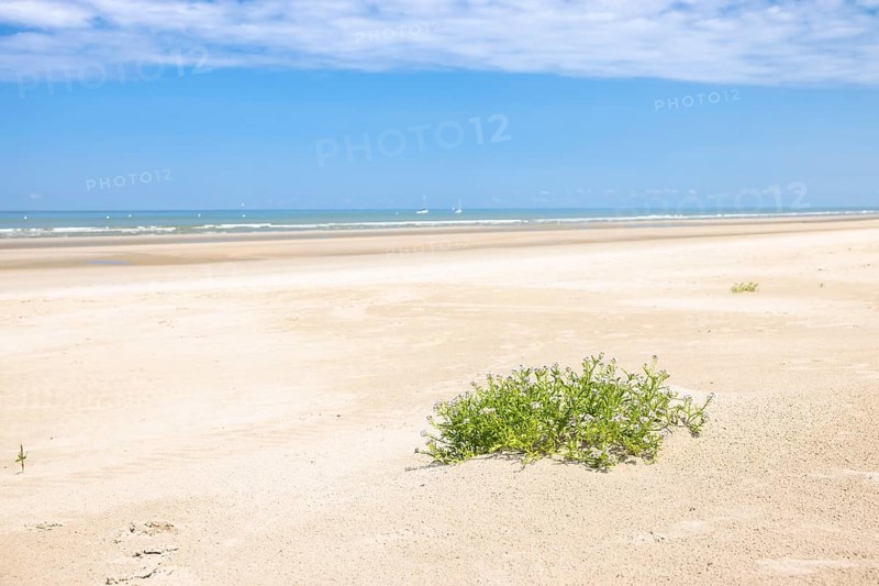 Dune landscape on the North Sea coast in De Panne