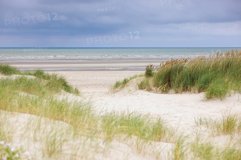 Dune landscape on the North Sea coast in De Panne
