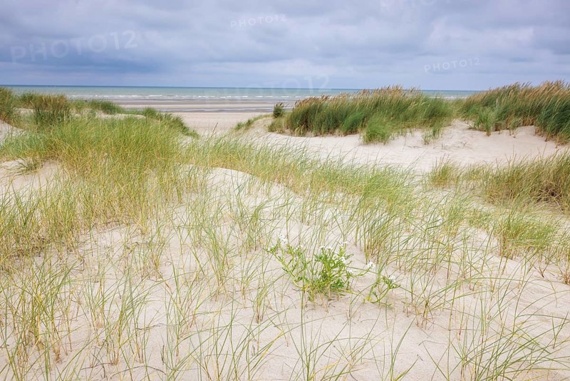 Dune landscape on the North Sea coast in De Panne