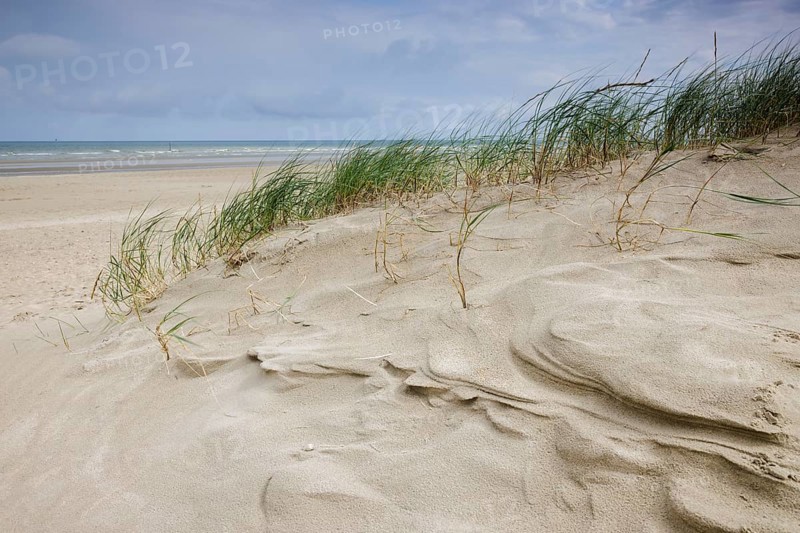 Dune landscape on the North Sea coast in De Panne
