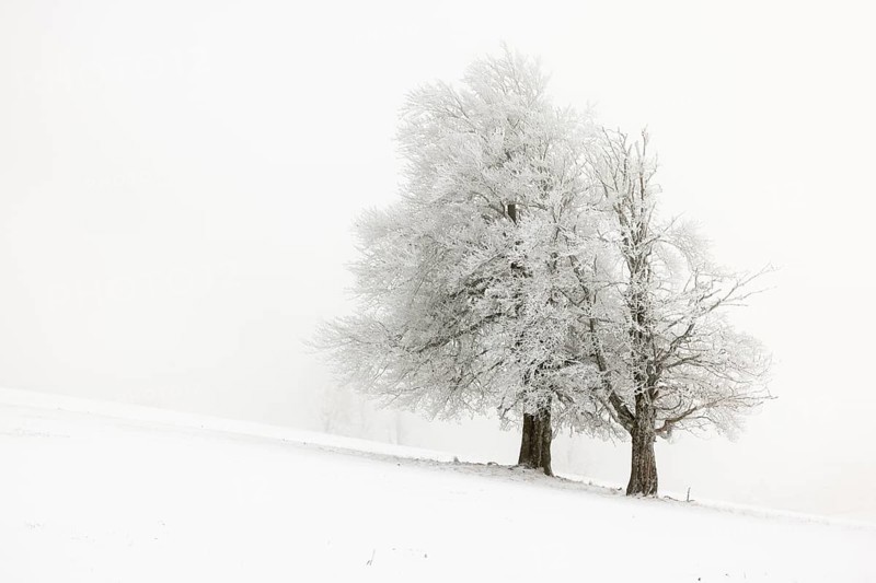 Winter landscape near the wind beeches with fog and morning light