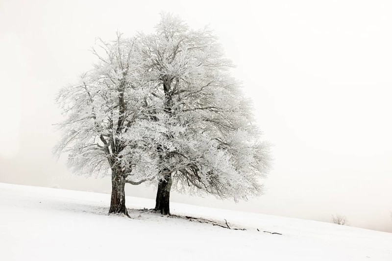 Winter landscape near the wind beeches with fog and morning light