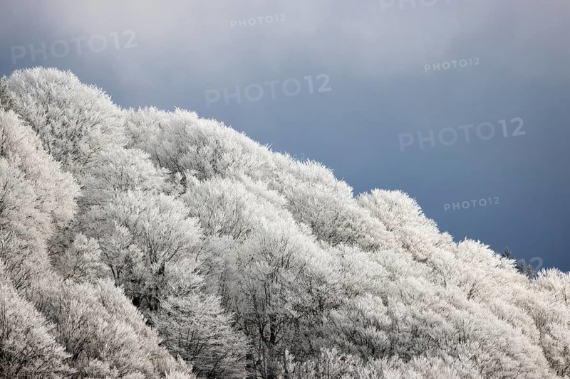 Winter landscape near the wind beeches with fog and morning light