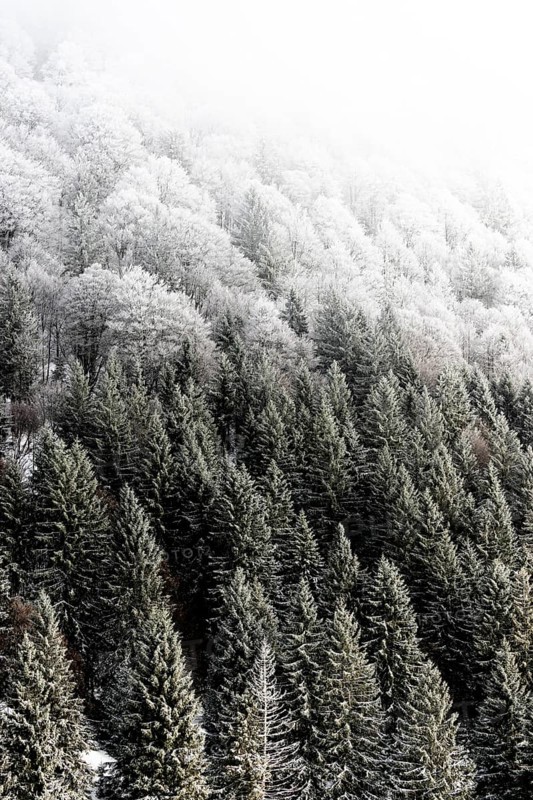Winter landscape near the wind beeches with fog and morning light