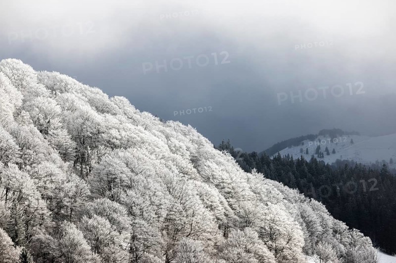 Winter landscape near the wind beeches with fog and morning light