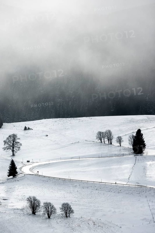Winter landscape near the wind beeches with fog and morning light