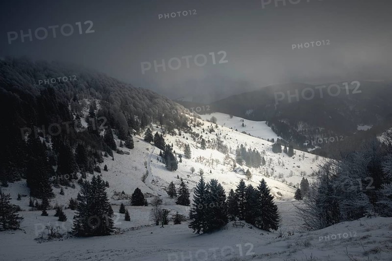Winter landscape near the wind beeches with fog and morning light